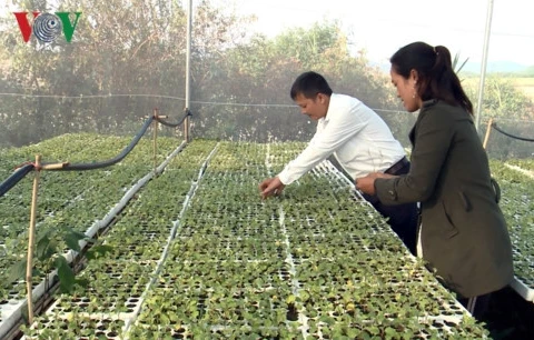 L’agriculture intelligente donne du tonus aux cultivateurs à Gia Lai
