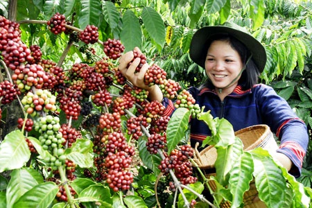 Le Vietnam parmi les trois premiers fournisseurs de café aux Etats-Unis 