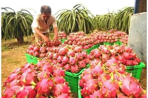 La Nouvelle-Zélande soutient le Vietnam dans les exportations de pitaya