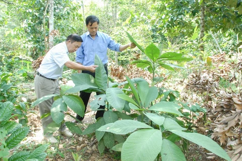 Comment les Dao de Hoành Bô protègent-ils leurs plantes médicinales?