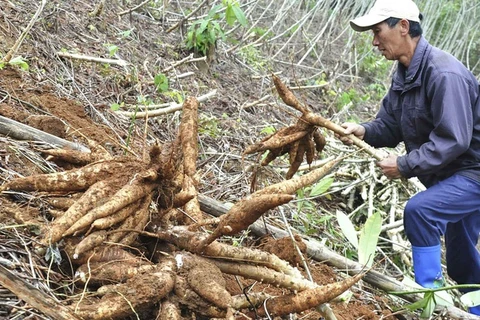 Une année morose pour la filière vietnamienne du manioc