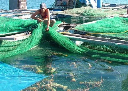 Aquaculture: un projet de 30 millions de dollars autorisé à Kiên Giang