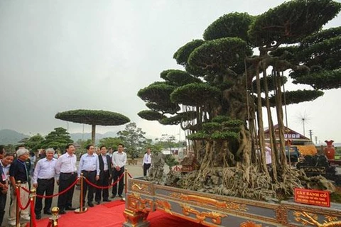 L'exposition de bonsaïs de l'Asie-Pacifique 2019 prévue en novembre à HCM-Ville