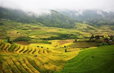 Lào Cai : la beauté des rizières d’Y Ty à la saison du riz mûr