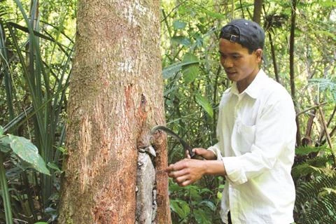 L'apiculture durable des Gie Triêng de Quang Nam