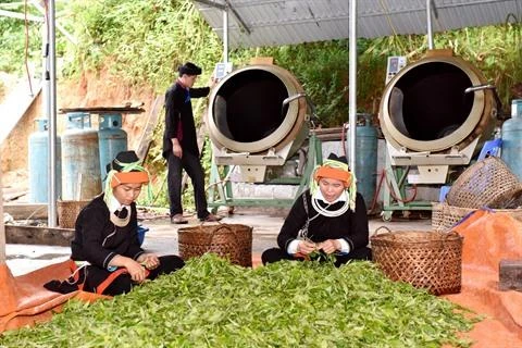 Minorités de Hà Giang : du thé bio, facteur de développement