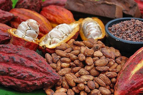 Du cacao organique du Vietnam exporté au Japon