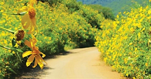 Les tournesols mexicains embellissent le Parc national de Ba Vi