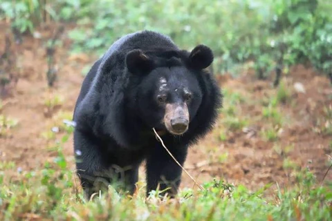 Sauvetage d’un ours noir d’Asie capturé depuis près de 30 ans