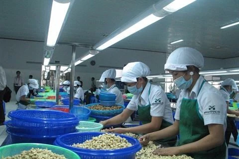 Le pays vise à exporter quatre milliards de dollars de noix de cajou en 2020