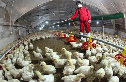 Le MADR demande la détection précoce des flambées de grippe aviaire