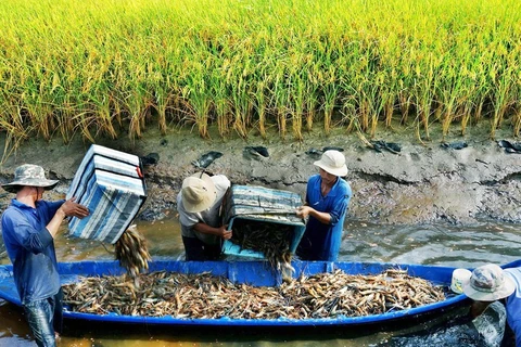 Soc Trang mise sur la rotation entre pénéiculture et riziculture