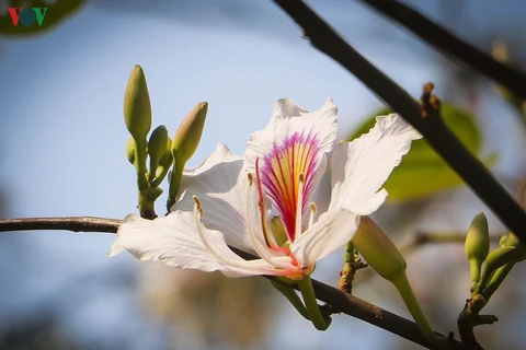 La bauhinie, une fleur typique du Nord-Ouest