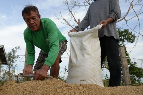 Les Philippines prévoient d’augmenter leurs achats de riz