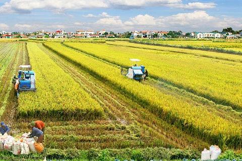 Assurer la sécurité alimentaire est une priorité vietnamienne