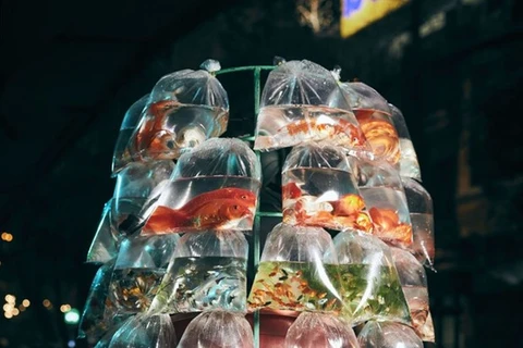 Une photo d’un vendeur de poissons d'ornement à moto primée aux Smithsonian Photo Contest