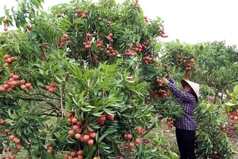 Bac Giang prépare la nouvelle saison de litchi