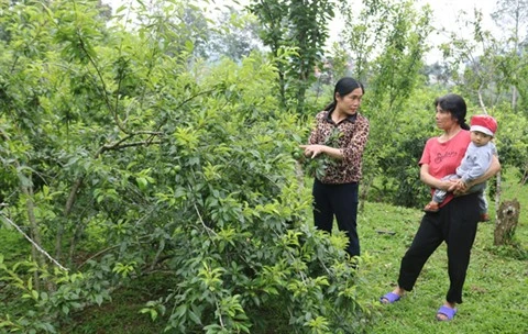 Protéger et développer le label "prune Tam Hoa Bac Hà"