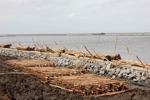 La province de Ca Mau travaille pour prévenir l'érosion et l'affaissement
