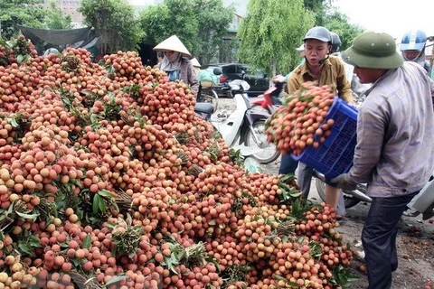 Des experts japonais au Vietnam pour vérifier le litchi frais pour l’exportation