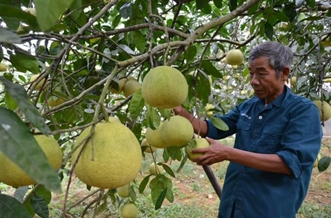 La province de Phu Tho valorise ses spécialités agricoles