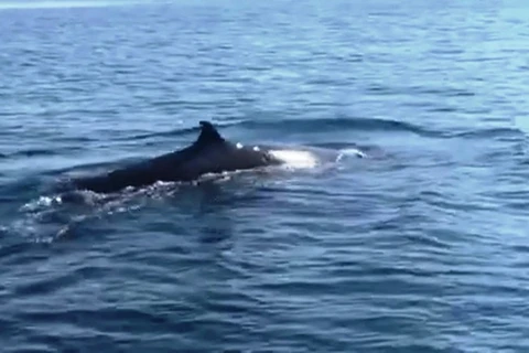 Une baleine de plus de 4 m dans les eaux de Cù Lao Chàm