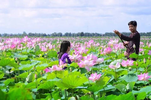À Dông Thap Muoi, le lotus dans tous ses états 
