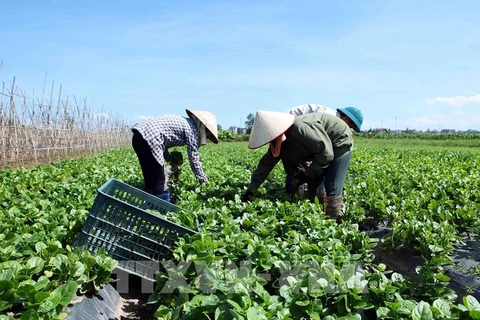 Le Vietnam et les Pays-Bas cherchent à stimuler le commerce des fruits et légumes