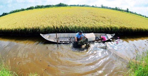 Le delta du Mékong développe la pénéiculture en symbiose avec la riziculture 