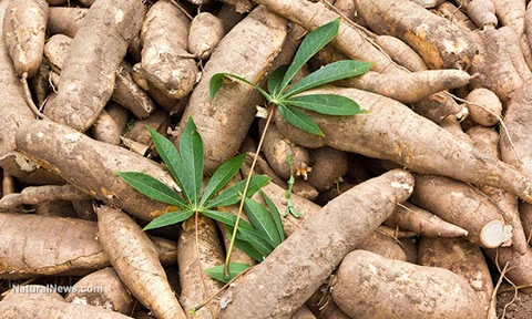 Le Vietnam exporte 685 millions de dollars de manioc et produits dérivés