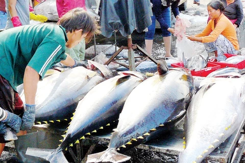 Les exportations de thon devraient augmenter fortement au cours des derniers mois de l'année