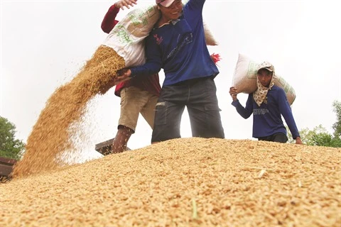 L’EVFTA dope les exportations vietnamiennes de riz