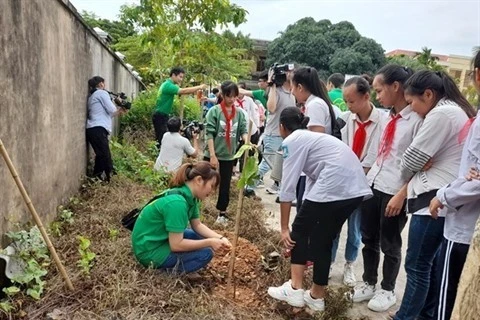 Au moins 4.000 arbres pour améliorer l'atmosphère de Hanoï