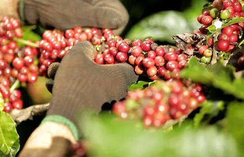  Café: Plus de 2,3 milliards de dollars d’exportation en 10 mois