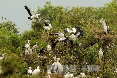Le delta du Mékong fait face à un déclin des oiseaux, poissons et plantes sauvages