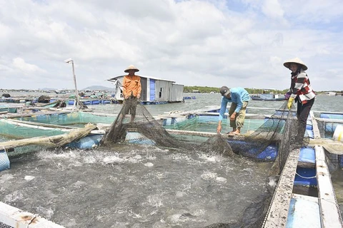 À Bà Ria-Vung Tàu, une aquaculture 4.0… 