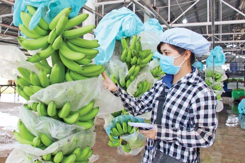 La République de Corée augmente ses importations de bananes vietnamiennes