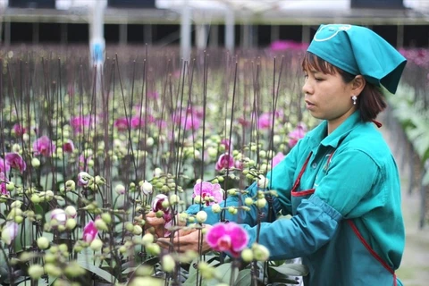 Agriculture intelligente : Hanoi se met au diapason 