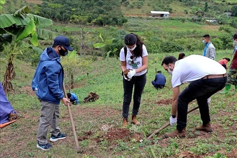 L’ambassade d’Israël fait don de plus de 22.000 plantes à Hoa Binh
