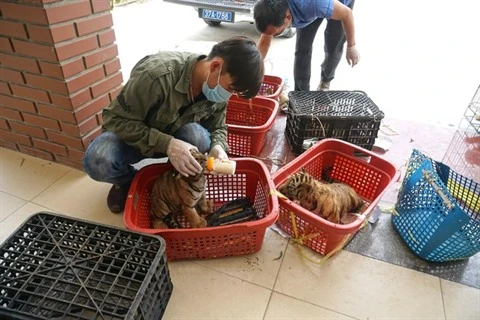 L’"Hôpital spécial" qui soigne les animaux sauvages à Pù Mat