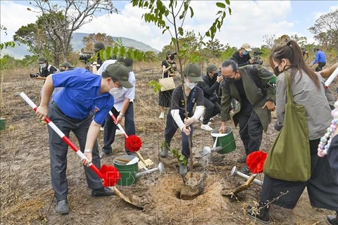 Binh Thuan plante un millier d’arbres dans la réserve naturelle de Ta Cu