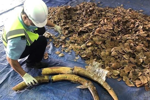 Plus de 6 tonnes d’ivoire et d’écailles de pangolin présumées saisies à Dà Nang