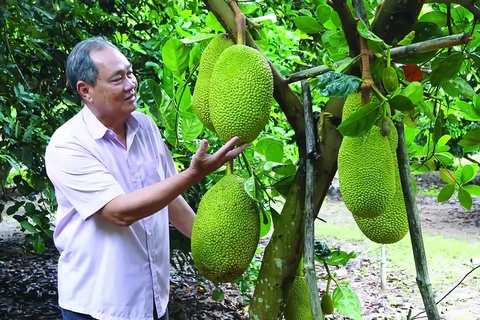 Promotion du jacquier vietnamien en Australie