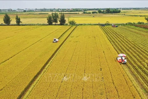 Le Vietnam vise à contruire une agriculture marchande moderne et verte