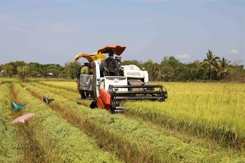 Exportation de riz : 2022 s’annonce prometteuse