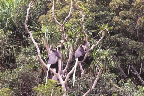 Menacées, les espèces de primates ont besoin qu’on les protège 