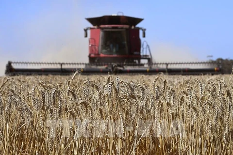 La tension russo-ukrainienne risque d'affecter l'approvisionnement en blé de l'Indonésie