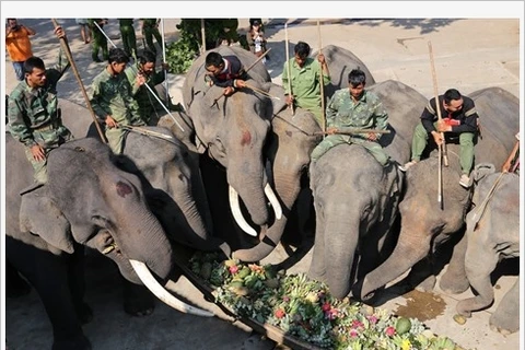 Cérémonie de prière pour la santé des éléphants
