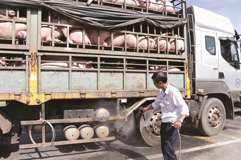 Porc : la peste africaine, un fléau pour la filière 