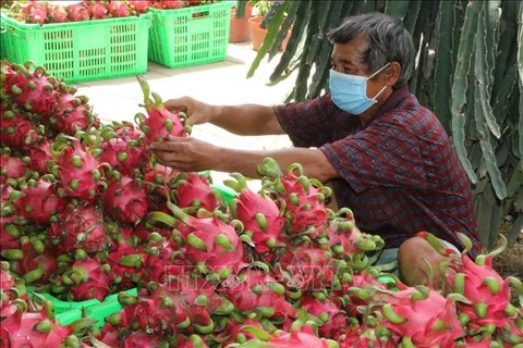 Lao Cai: réexportation à titre expérimental de produits agricoles vers la Chine